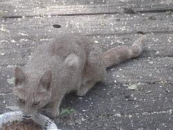 Found/Stray Unknown Cat last seen Ashdown Rd & Blue Barns Rd, Ballston Lake, NY 12019