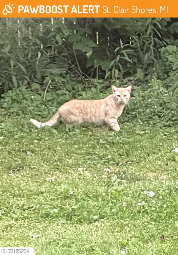 Found/Stray Unknown Cat last seen Harper Masonic, St. Clair Shores, MI 48082