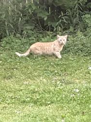 Found/Stray Unknown Cat last seen Harper Masonic, St. Clair Shores, MI 48082