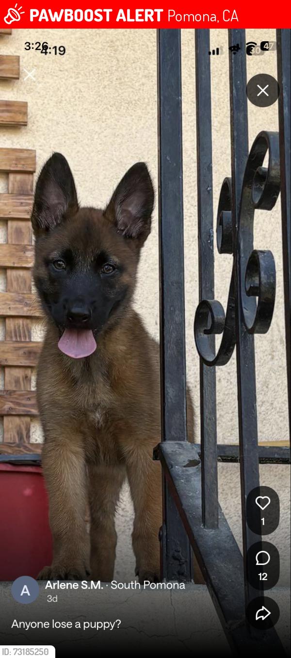 Lost Male Dog last seen Pomona, Ca, Pomona, CA 91766