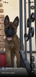 Lost Male Dog last seen Pomona, Ca, Pomona, CA 91766