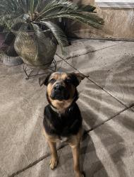 Lost Male Dog last seen Oleander Ave and Brook LN, Fontana, CA 92336
