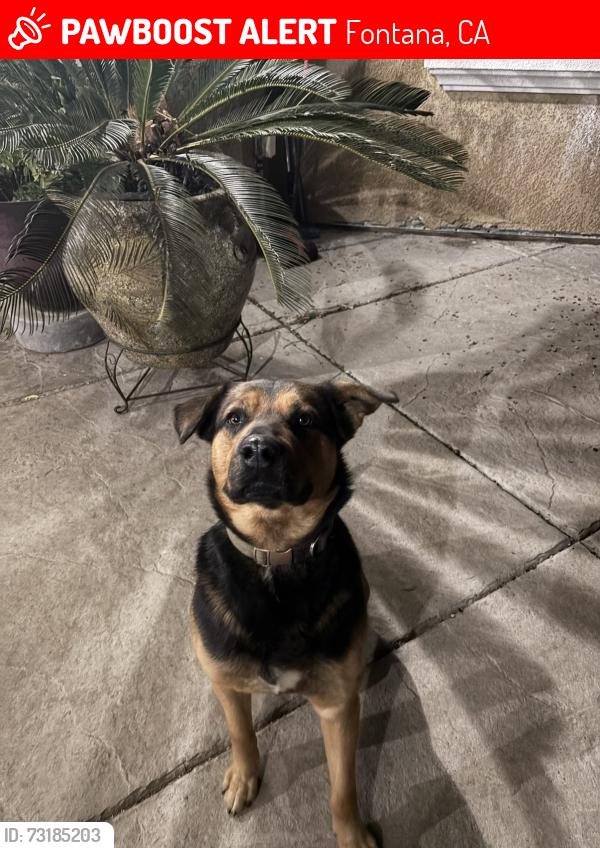 Lost Male Dog last seen Oleander Ave and Brook LN, Fontana, CA 92336