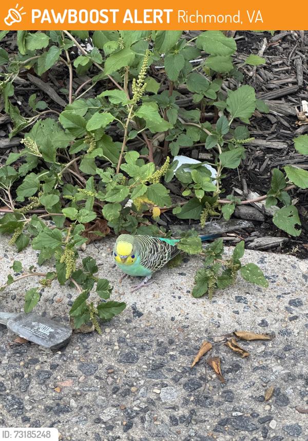 Found/Stray Unknown Bird last seen Shields ave and west main st, Richmond, VA 23220