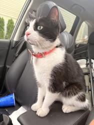 Found/Stray Female Cat last seen MLK and Gilbert, Cincinnati, OH 45206