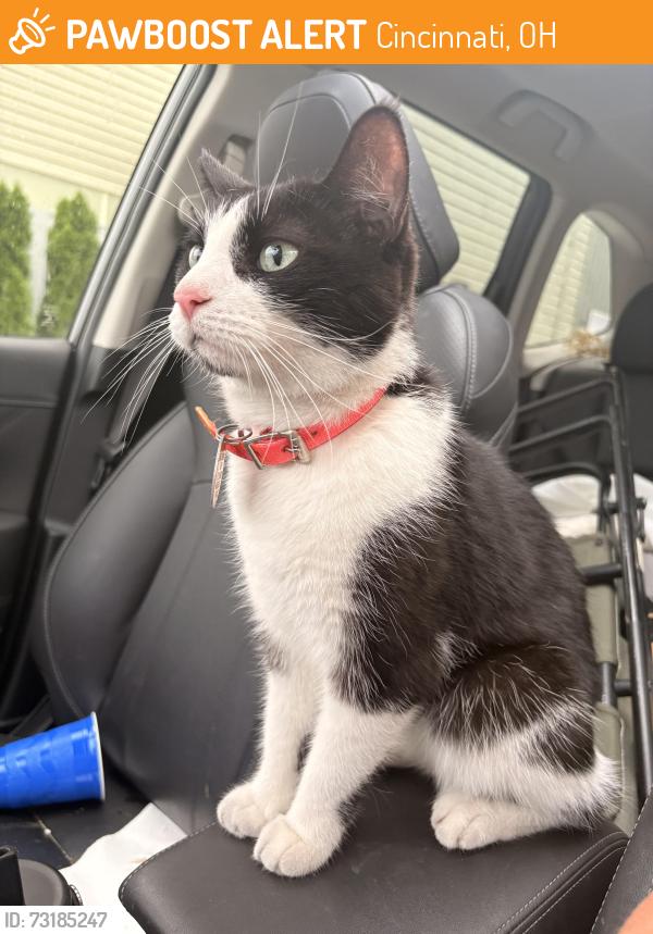 Found/Stray Female Cat last seen MLK and Gilbert, Cincinnati, OH 45206