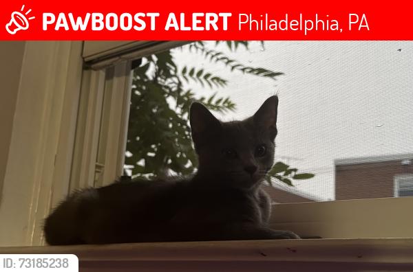 Lost Female Cat last seen hoffnagle street, Philadelphia, PA 19152