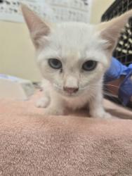 Shelter Stray Male Cat last seen FLOOD CONTROL BEHIND QUEEN ANNE CT, 1950 Stevenson Blvd, Fremont, CA 94538, USA