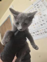 Shelter Stray Female Cat last seen ALAMEDA CO FLOOD CONTROL TRAIL/QUEEN ANNE CT, 1950 Stevenson Blvd, Fremont, CA 94538, USA