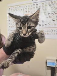Shelter Stray Male Cat last seen ALAMEDA CREEK TRAIL/QUEEN ANNE CT, 1950 Stevenson Blvd, Fremont, CA 94538, USA
