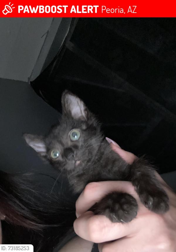 Lost Female Cat last seen Cactus and 75th, Peoria, AZ 85345