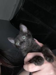 Lost Female Cat last seen Cactus and 75th, Peoria, AZ 85345