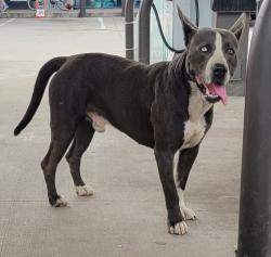 Found/Stray Male Dog last seen Fallbrook Dr and Fairbanks N Houston Rd, Harris County, TX 77064