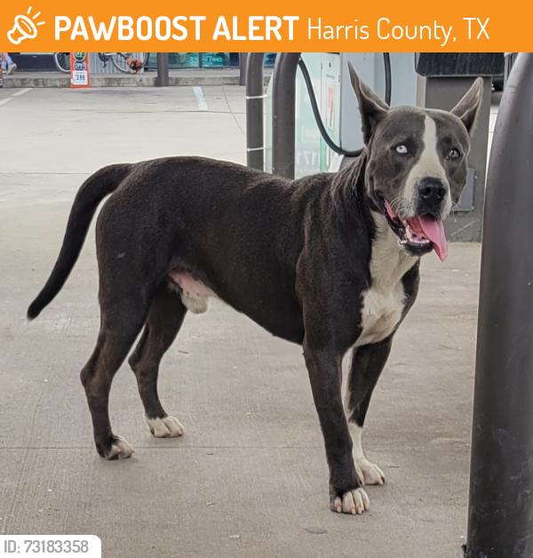 Found/Stray Male Dog last seen Fallbrook Dr and Fairbanks N Houston Rd, Harris County, TX 77064