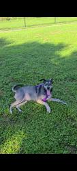 Reunited Female Dog last seen Harbortown apmts near Metrowest Golf Course, Orlando, FL 32835