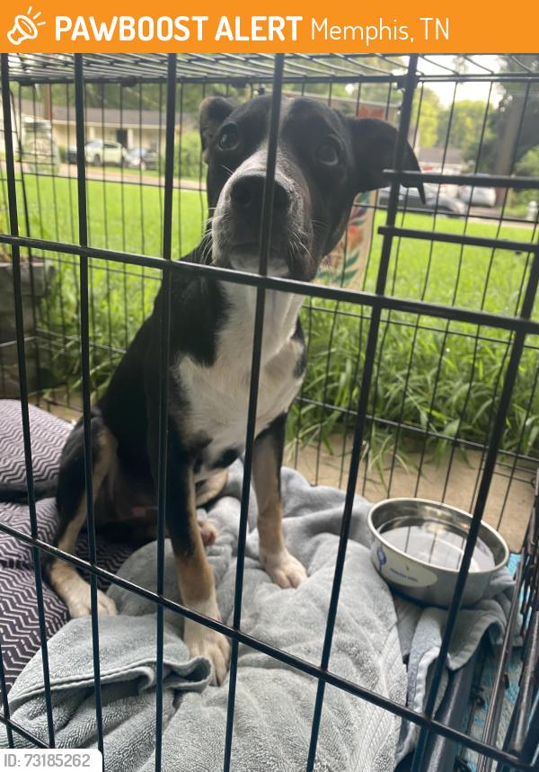 Found/Stray Male Dog last seen Sherwood Forrest neighborhood, Memphis, TN 38111