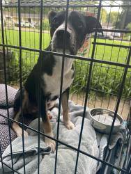 Found/Stray Male Dog last seen Sherwood Forrest neighborhood, Memphis, TN 38111
