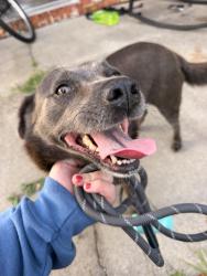 Found/Stray Female Dog last seen W 12th street and Vermont ave, Lynn Haven, FL 32444