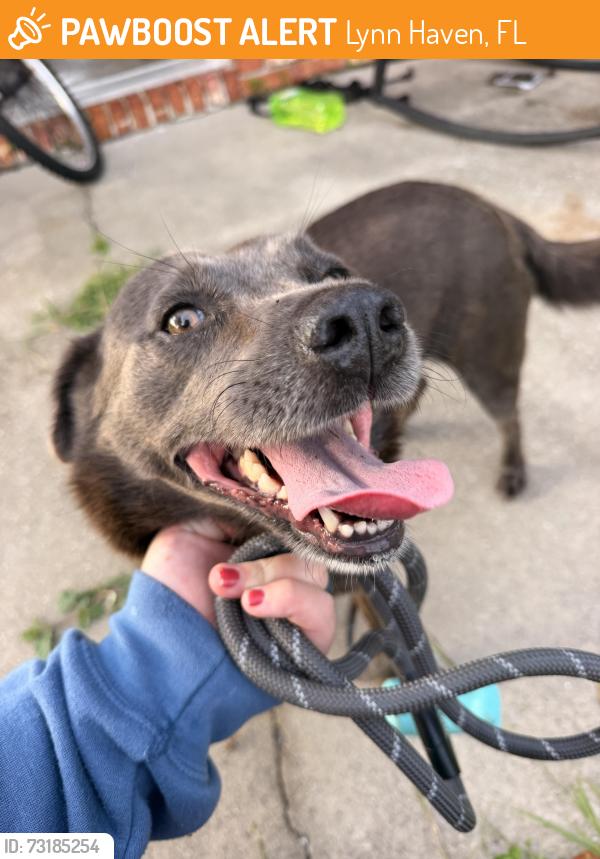Found/Stray Female Dog last seen W 12th street and Vermont ave, Lynn Haven, FL 32444