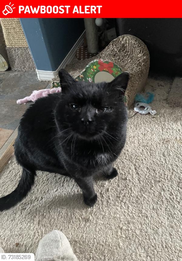 Lost Male Cat last seen West wind vet hosp, Strathcona County, AB 