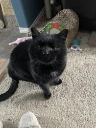 Lost Male Cat last seen West wind vet hosp, Strathcona County, AB 