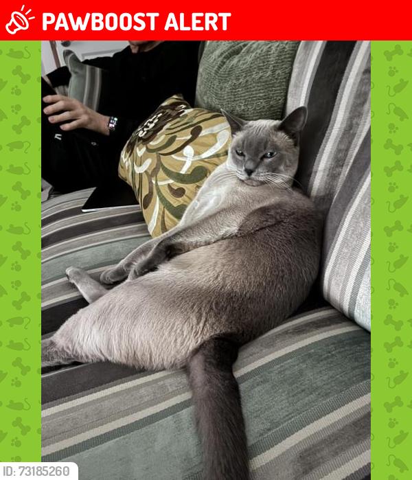 Lost Male Cat last seen Plainsboro Road and Riverwalk, Plainsboro Township, NJ 08536