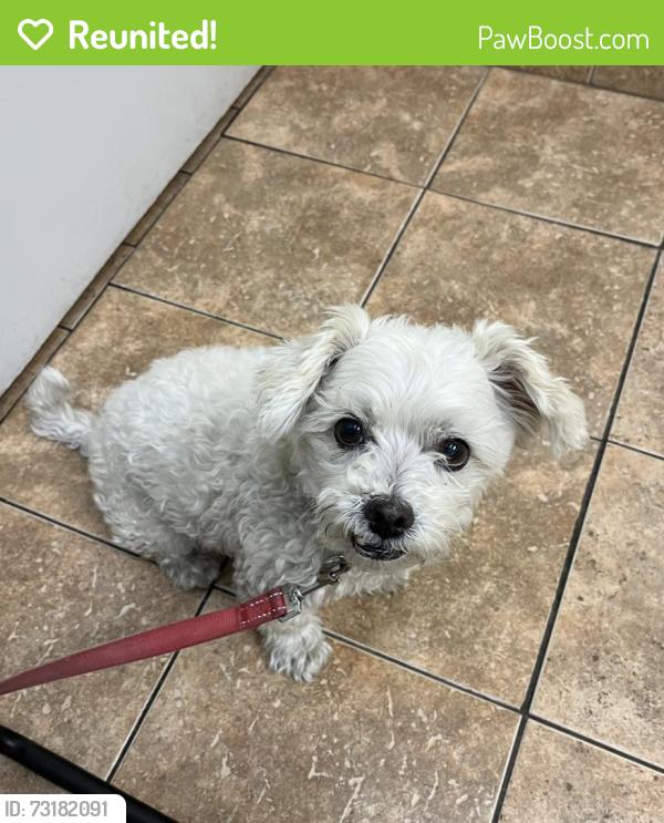 Reunited Male Dog last seen Panama Ln & Reliance Dr, Bakersfield, CA 93313
