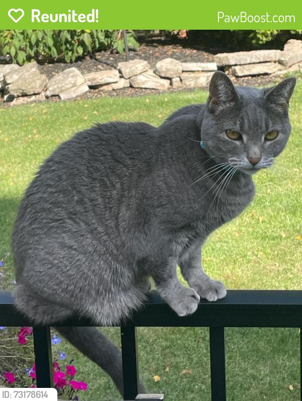 Reunited Female Cat last seen Warren Court/DuCharme Allouez, WI (block N from Heritage Hill, Allouez, WI 54301