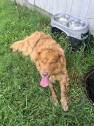 Reunited Female Dog last seen Allegheny loop rd, Blount County, TN 37801