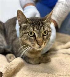 Shelter Stray Female Cat last seen , 600 Aviation Dr, Camarillo, CA 93010, USA