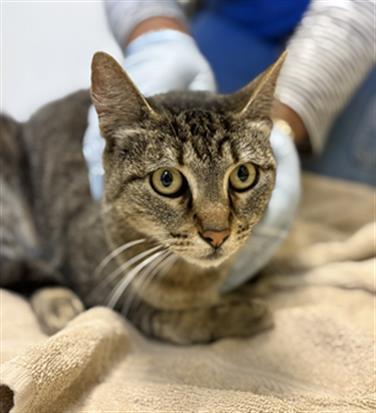 Shelter Stray Female Cat last seen , 600 Aviation Dr, Camarillo, CA 93010, USA
