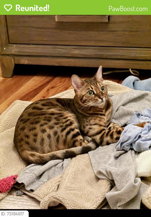 Reunited Male Cat last seen Near Lowell St, La Mesa, CA 91941, USA, La Mesa, CA 91941