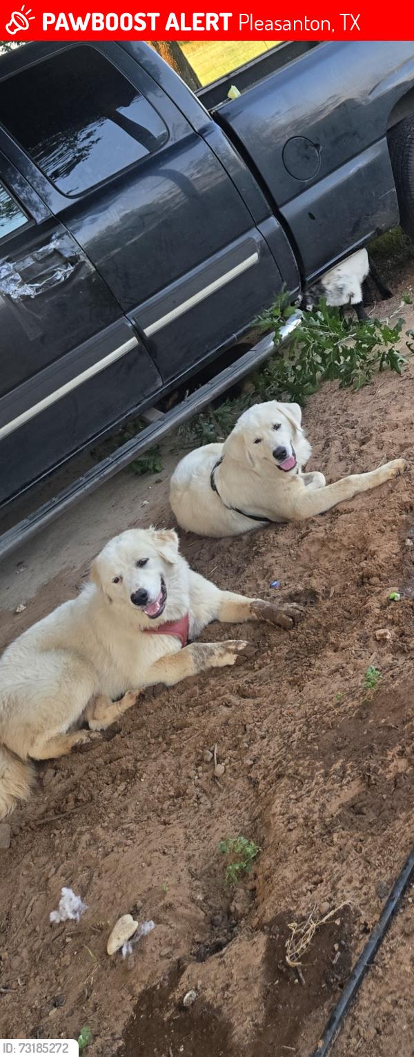 Lost Male Dog last seen Royal Road, Pleasanton, TX 78064