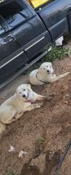 Lost Male Dog last seen Royal Road, Pleasanton, TX 78064