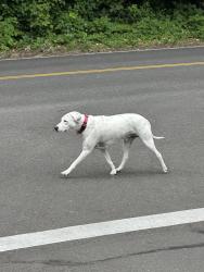 Found/Stray Unknown Dog last seen Stafford & Kilkenny, Lake Oswego, OR 97034
