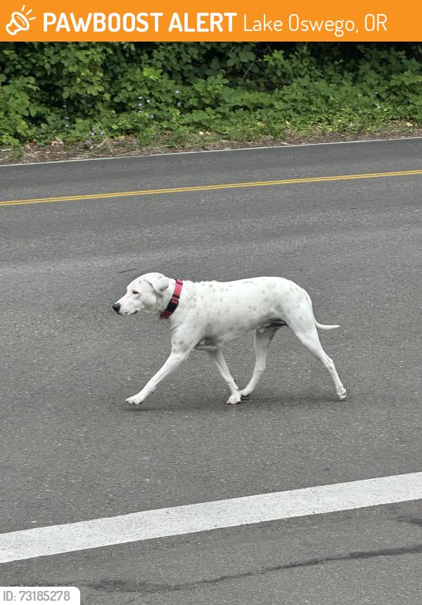 Found/Stray Unknown Dog last seen Stafford & Kilkenny, Lake Oswego, OR 97034