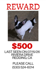 Lost Female Dog last seen Riveria Dr, Redding, CA 96001