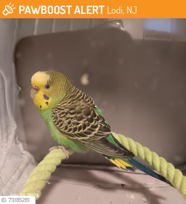 Found/Stray Female Bird last seen Corabelle Ave, Westervelt Pl., Lodi, NJ 07644