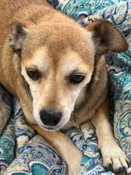 Reunited Male Dog last seen Paradise hills park, Paradise Hills, NM 87114