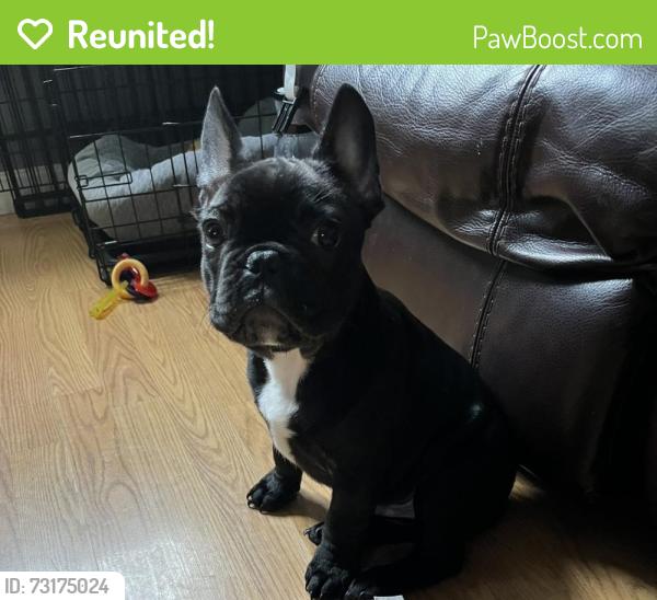 Reunited Male Dog last seen Webb and Redbank, Los Angeles, CA 91352
