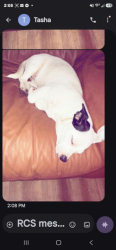 Reunited Female Dog last seen Briar patch store, Campobello, SC 29322