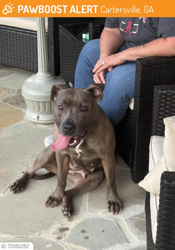 Found/Stray Female Dog last seen Mission Road, Cartersville, GA 30120