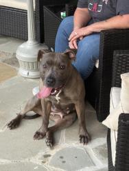 Found/Stray Female Dog last seen Mission Road, Cartersville, GA 30120