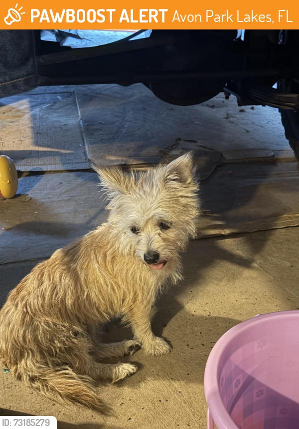 Found/Stray Female Dog last seen Near county line Road in Avon park., Avon Park Lakes, FL 33825