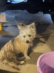 Found/Stray Female Dog last seen Near county line Road in Avon park., Avon Park Lakes, FL 33825