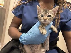 Shelter Stray Female Cat last seen BROWN RD / BANYON TREE CT, 9150 Union Park Way, Elk Grove, CA 95624, USA