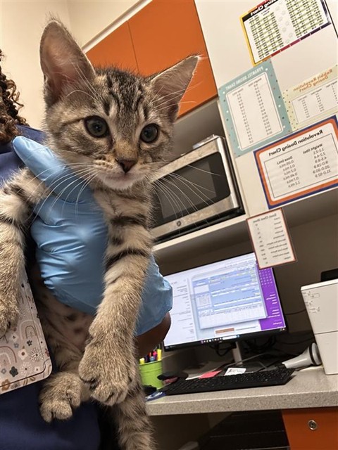 Shelter Stray Male Cat last seen BROWN RD / BANYON TREE CT, 9150 Union Park Way, Elk Grove, CA 95624, USA
