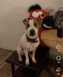 Reunited Male Dog last seen Oneida, NY, USA, Oneida, NY 13421
