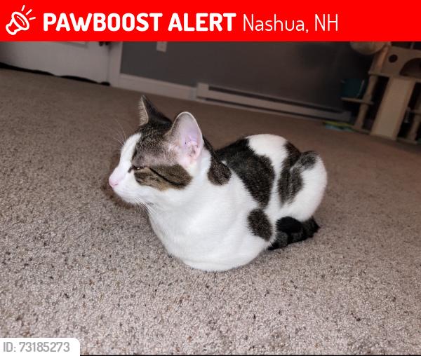 Lost Male Cat last seen Fairmount st Nashua NH, Nashua, NH 03064
