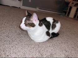 Lost Male Cat last seen Fairmount st Nashua NH, Nashua, NH 03064